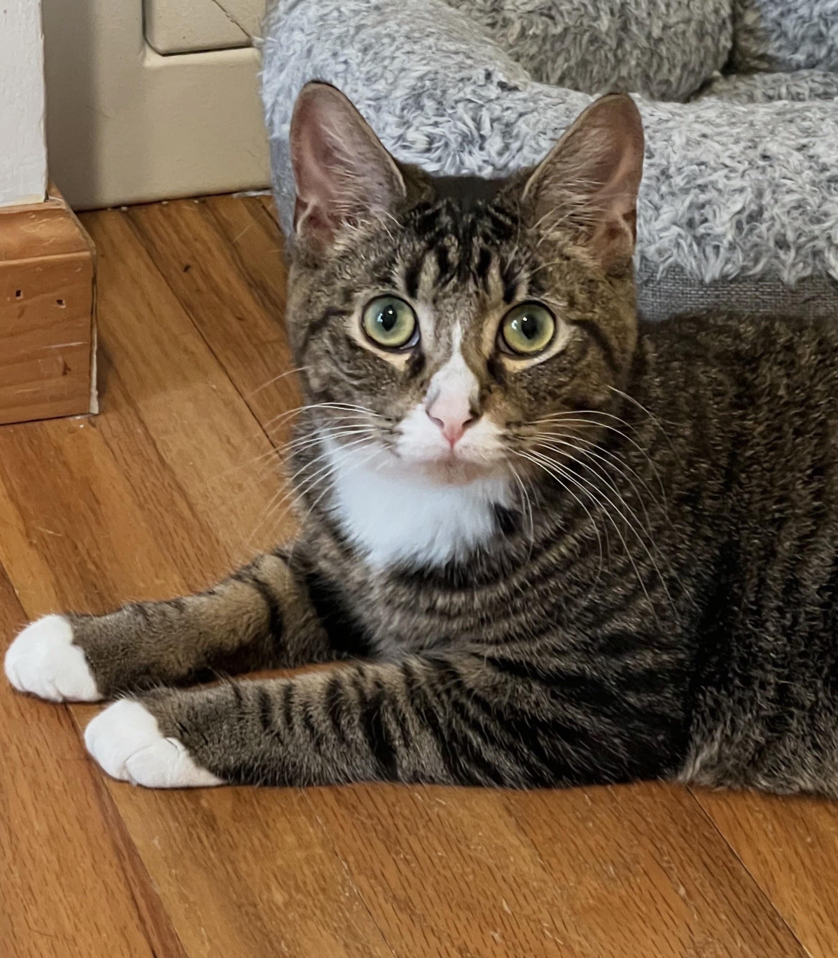 Roo, Adoptable, Young Male Domestic Short Hair.