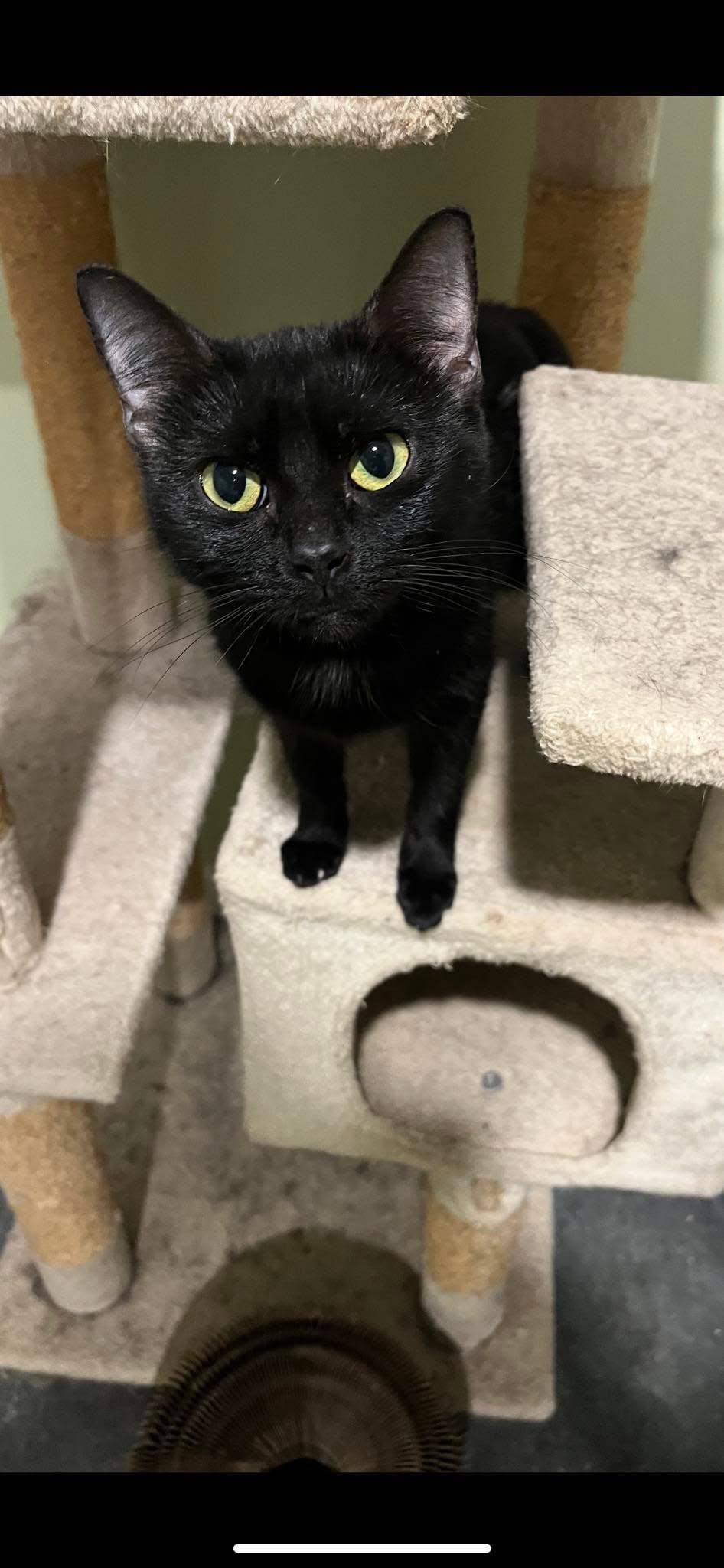 Enlarge Raven, a Adoptable Domestic Short Hair in Harrodsburg, KY image 1/2