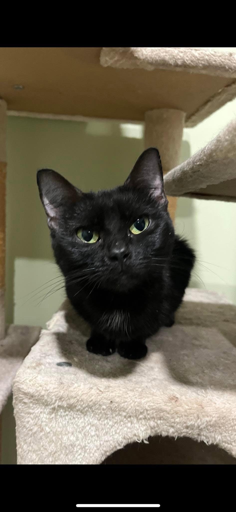 Enlarge Raven, a Adoptable Domestic Short Hair in Harrodsburg, KY image 2/2