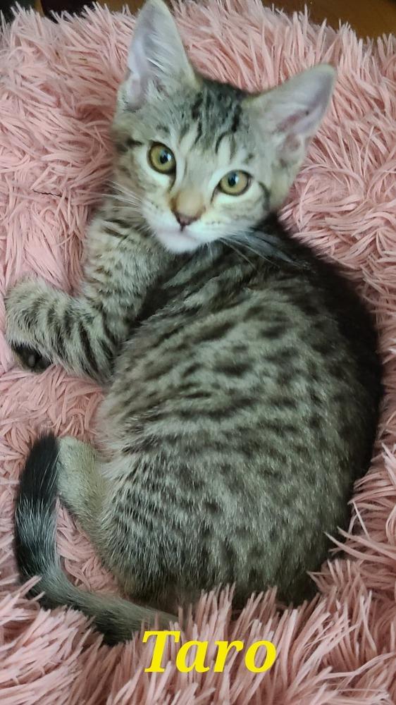 Ty - siamese kitten, Adopted, Kitten Male Siamese.