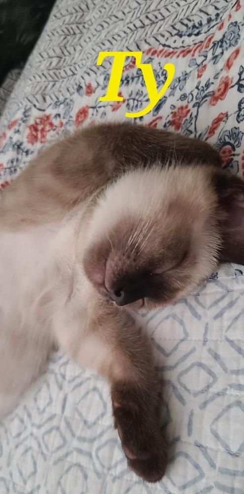 Enlarge Ty - siamese kitten, a Adopted mixed breed in Forest Knolls, CA image 3/5