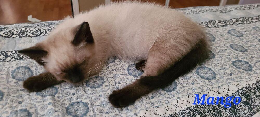 Enlarge Ty - siamese kitten, a Adopted mixed breed in Forest Knolls, CA image 5/5