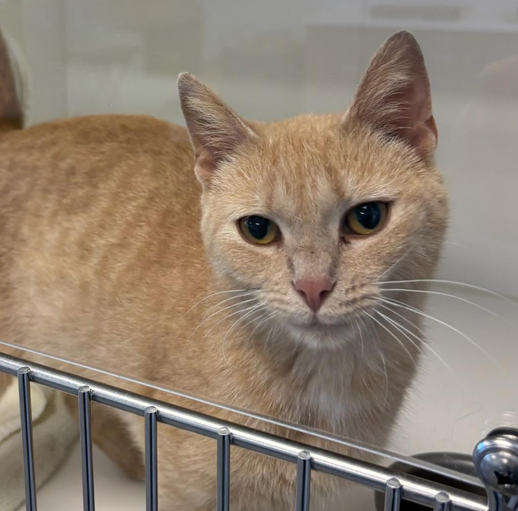 Enlarge Amelia, a Adoptable mixed breed in Greenfield, IN image 1/1