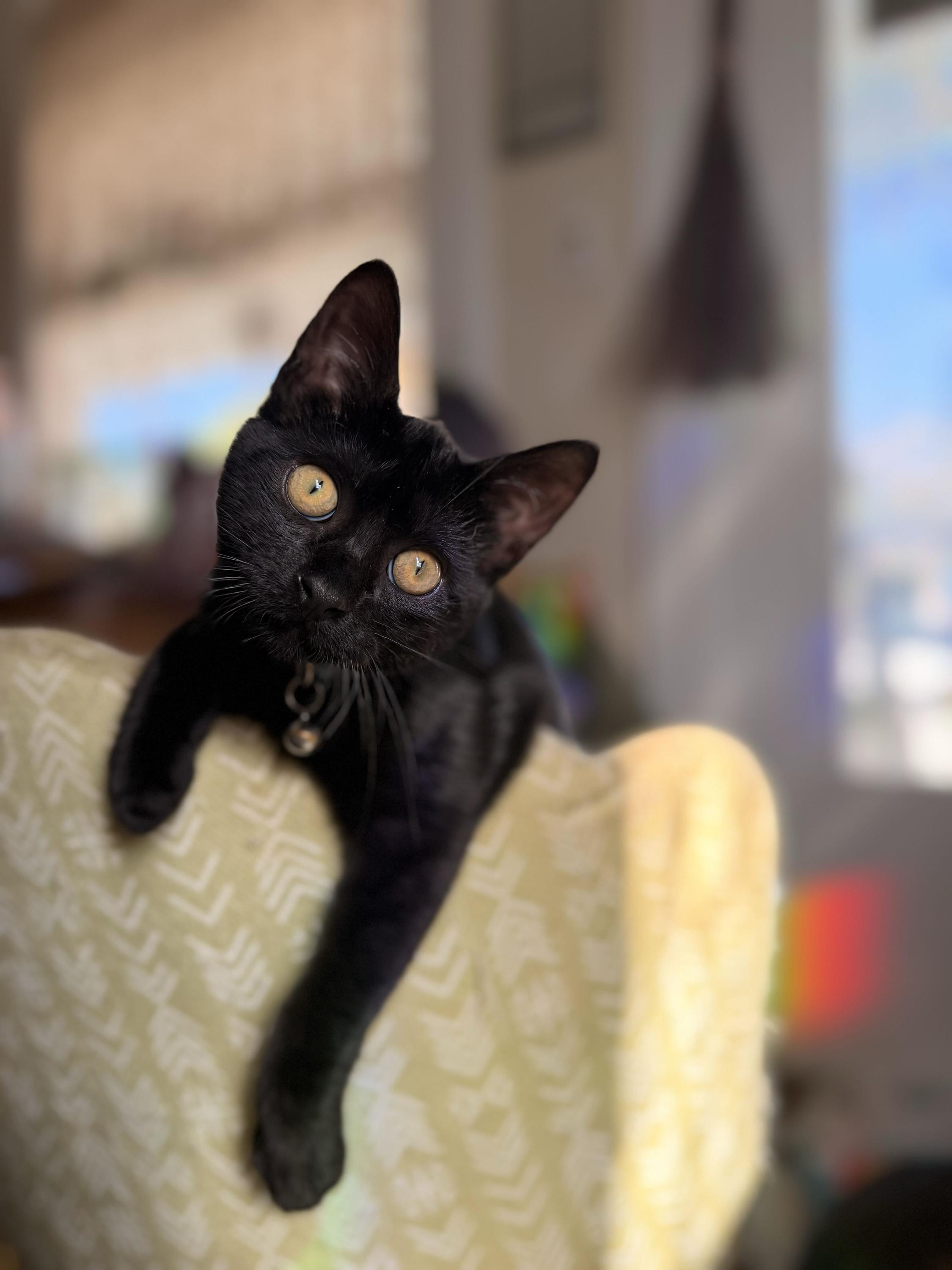 Enlarge Acorn, a Adoptable Domestic Short Hair in New Orleans, LA image 1/1