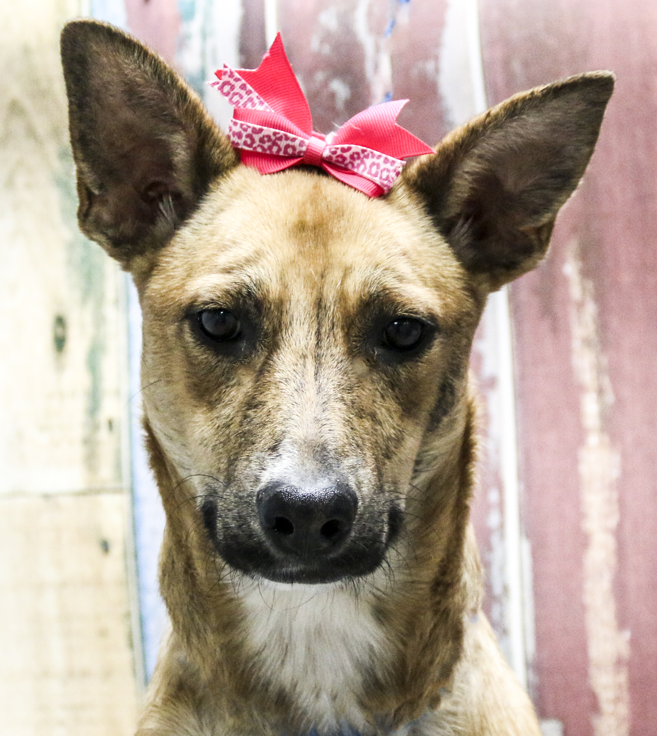 Enlarge Nola, a Adoptable mixed breed in Casa Grande, AZ image 1/3