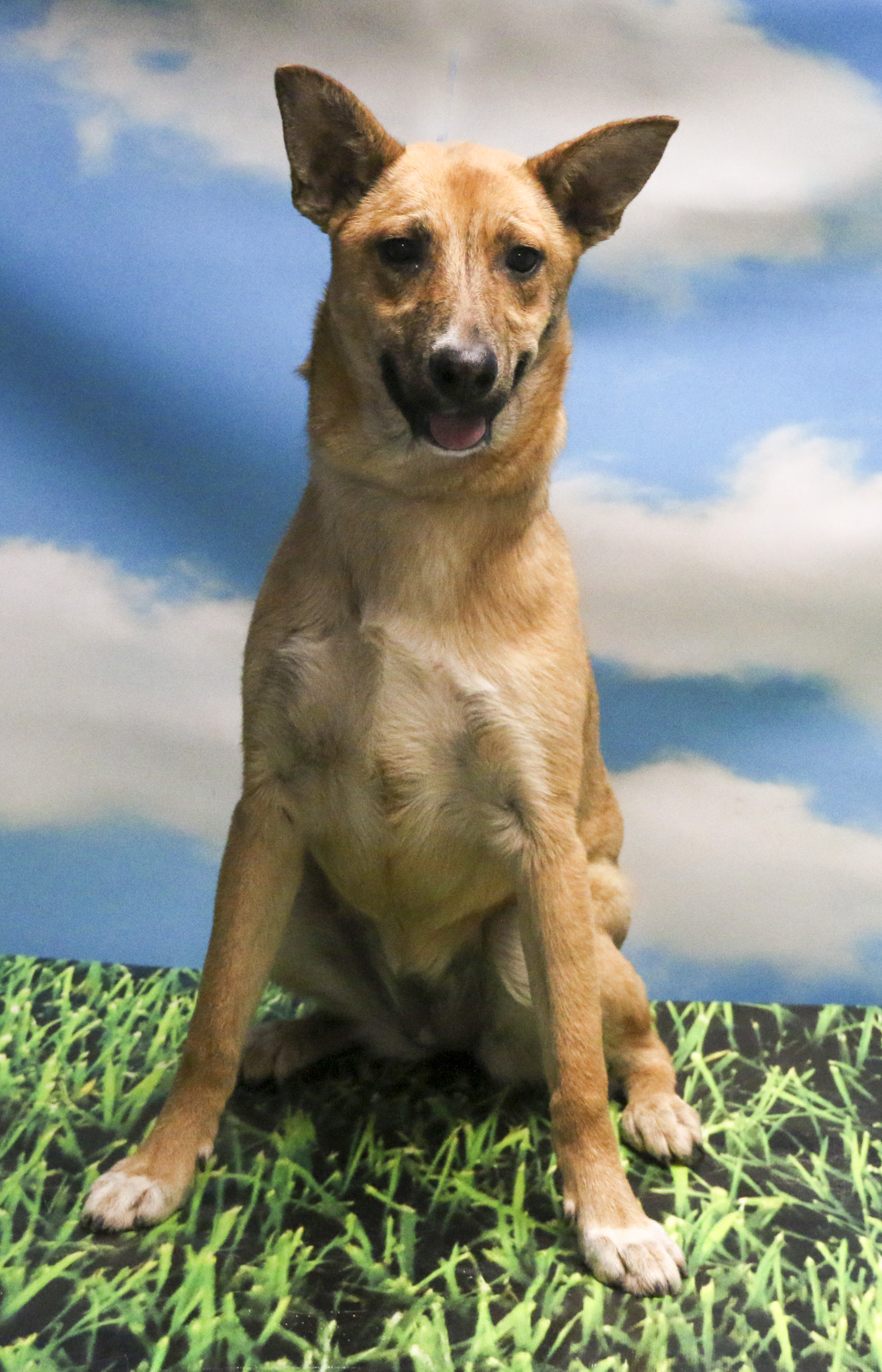 Enlarge Nola, a Adoptable mixed breed in Casa Grande, AZ image 2/3