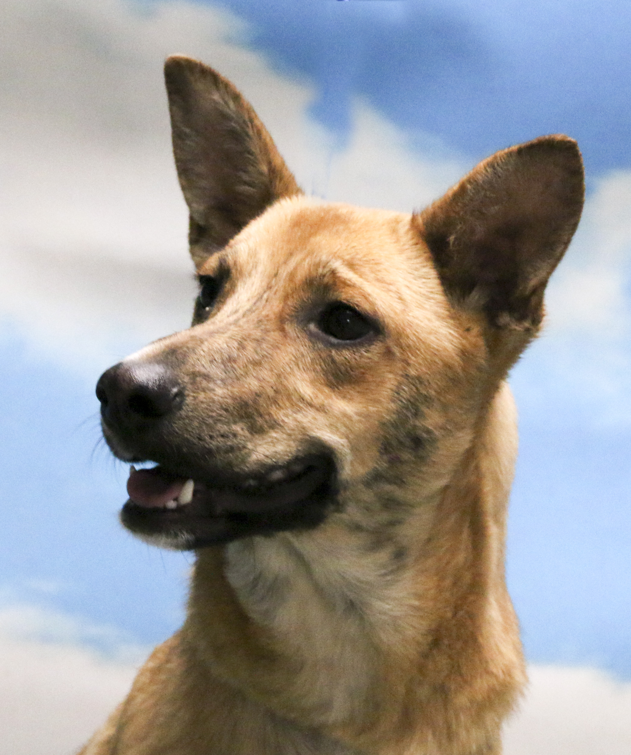 Enlarge Nola, a Adoptable mixed breed in Casa Grande, AZ image 3/3