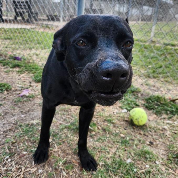 Enlarge Heddy, a Adoptable mixed breed in Corpus Christi, TX image 1/6