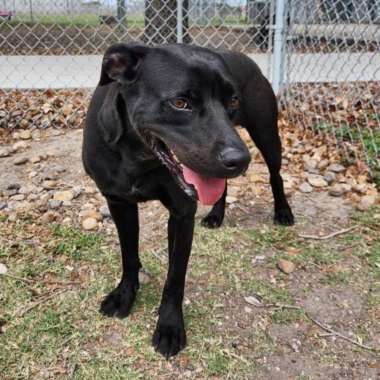 Enlarge Heddy, a Adoptable mixed breed in Corpus Christi, TX image 2/6