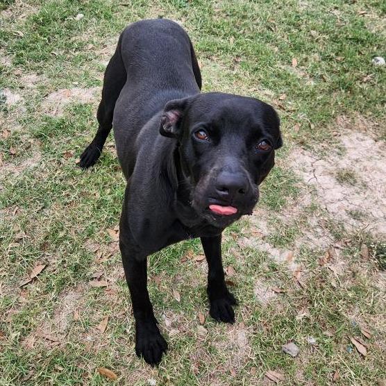 Enlarge Heddy, a Adoptable mixed breed in Corpus Christi, TX image 6/6