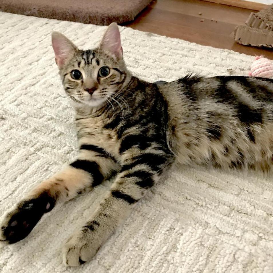 Tyrese, Adoptable, Adult Male Domestic Short Hair.