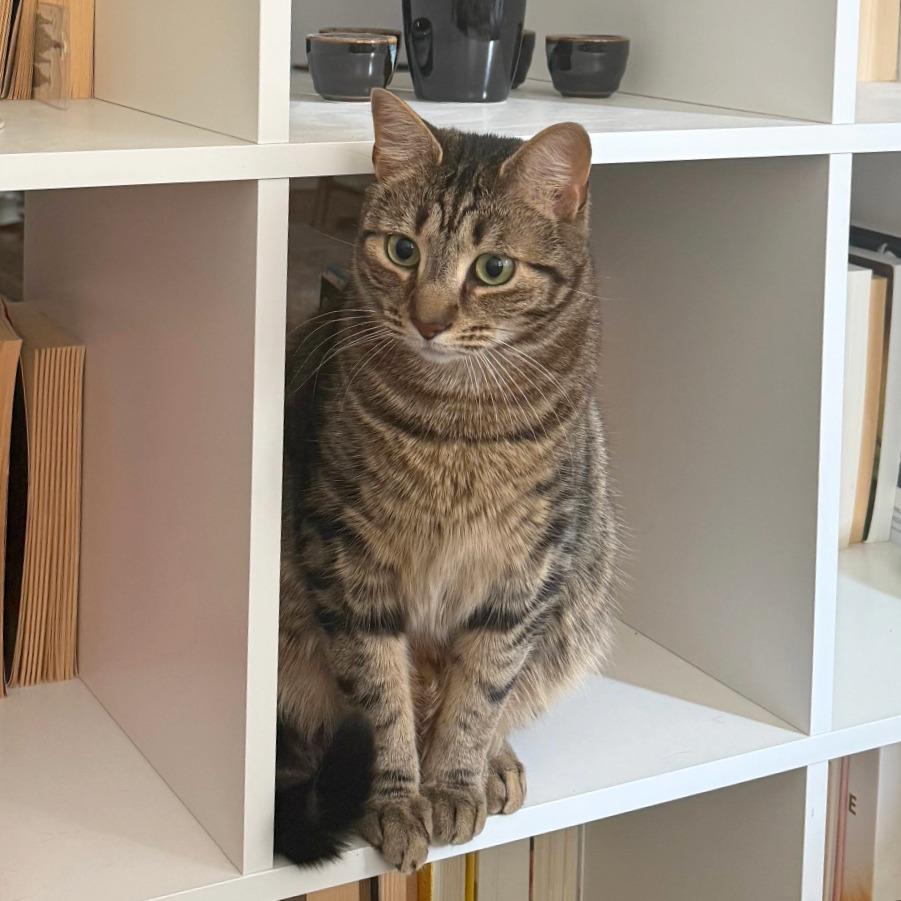 Enlarge Tyrese, a Adoptable Domestic Short Hair in Washington, DC image 2/6