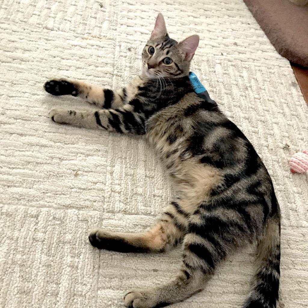 Enlarge Tyrese, a Adoptable Domestic Short Hair in Washington, DC image 3/6