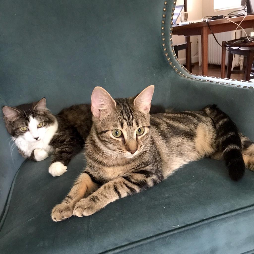 Enlarge Tyrese, a Adoptable Domestic Short Hair in Washington, DC image 4/6