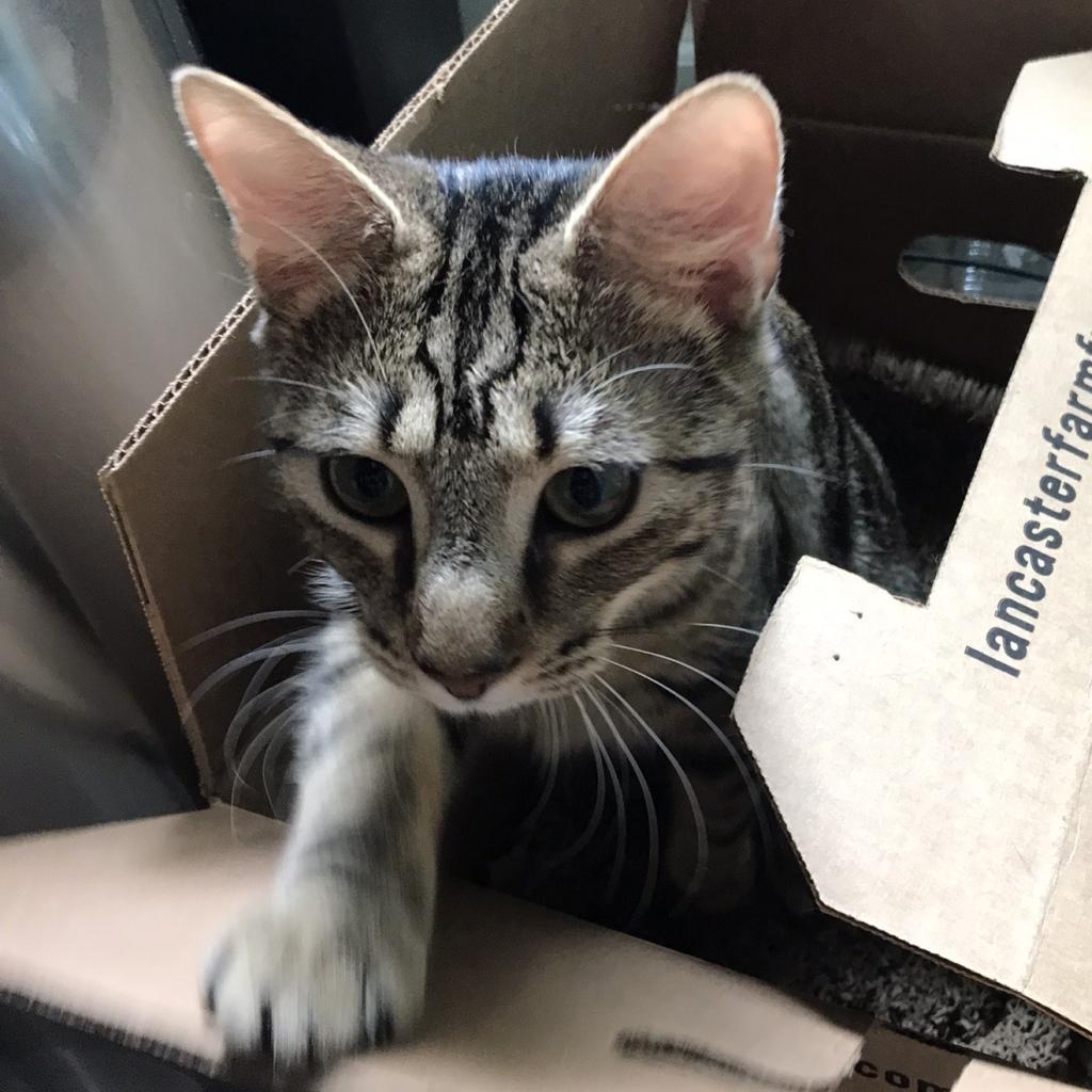 Enlarge Tyrese, a Adoptable Domestic Short Hair in Washington, DC image 5/6