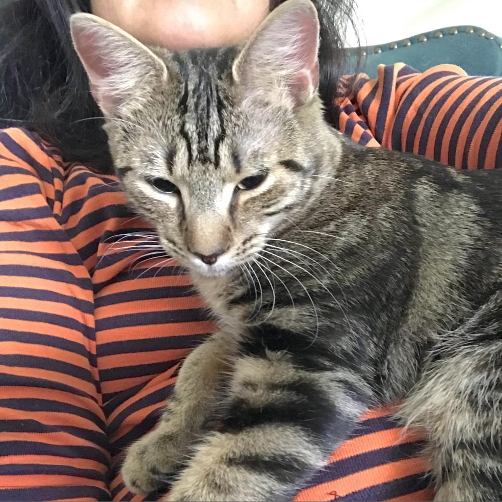 Enlarge Tyrese, a Adoptable Domestic Short Hair in Washington, DC image 6/6