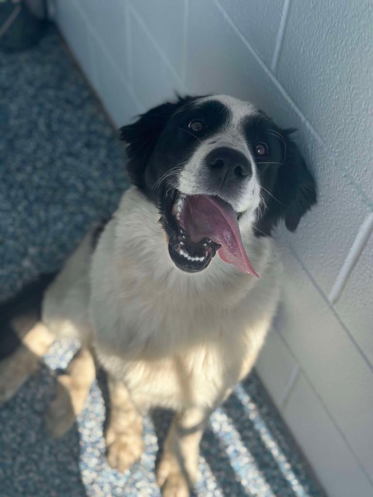 Enlarge Tilley, a Adoptable mixed breed in Didsbury, AB image 1/2