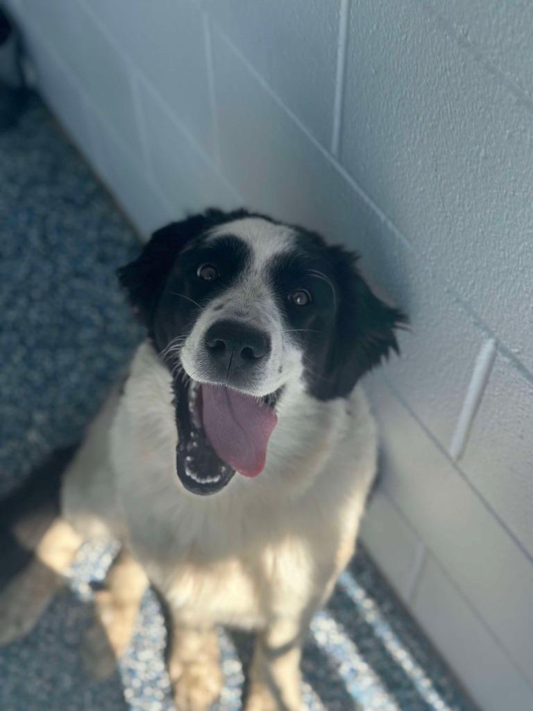 Enlarge Tilley, a Adoptable mixed breed in Didsbury, AB image 2/2