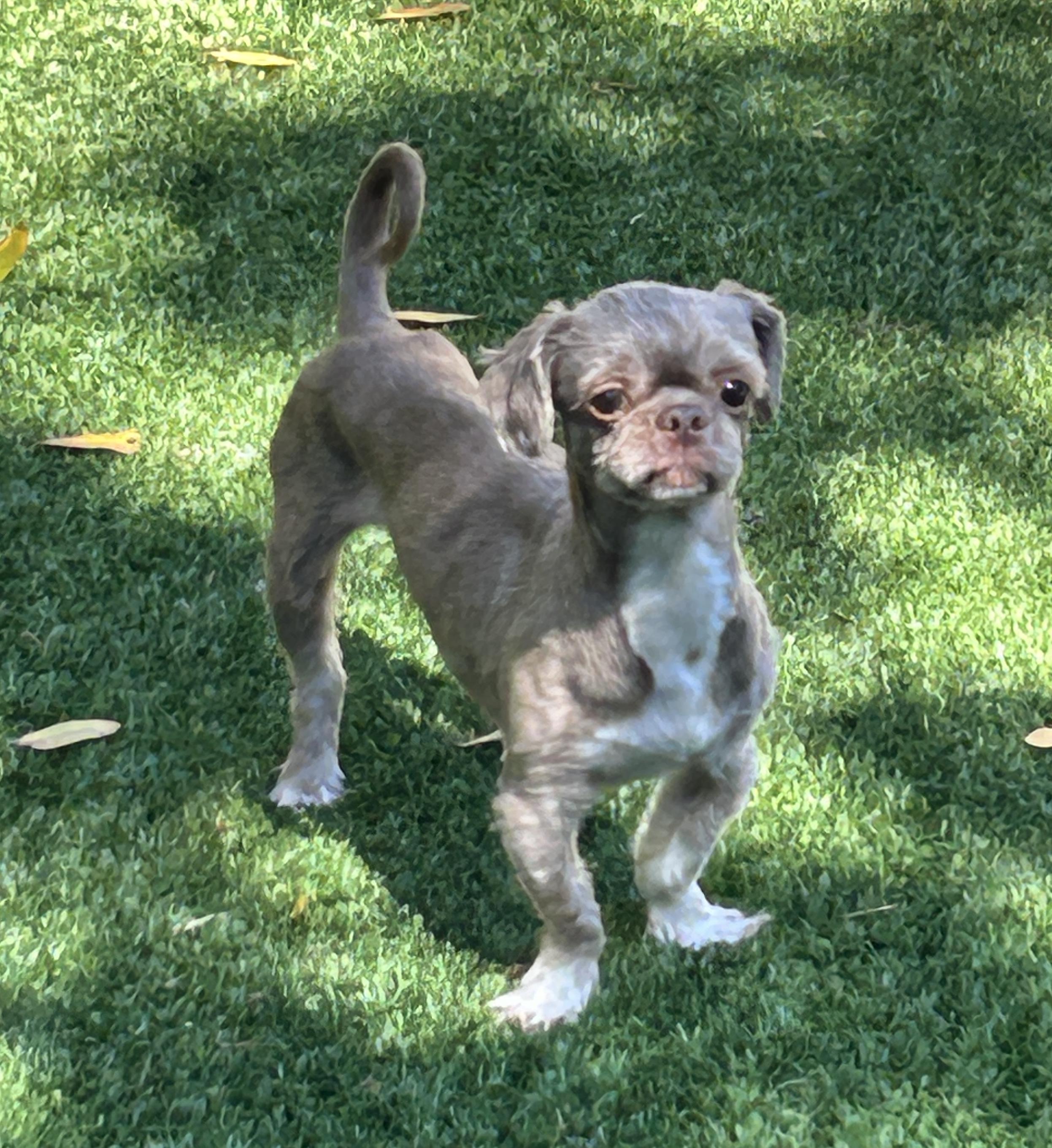 Enlarge Herman, a ADOPTABLE Shih Tzu in Sarasota, FL image 5/6