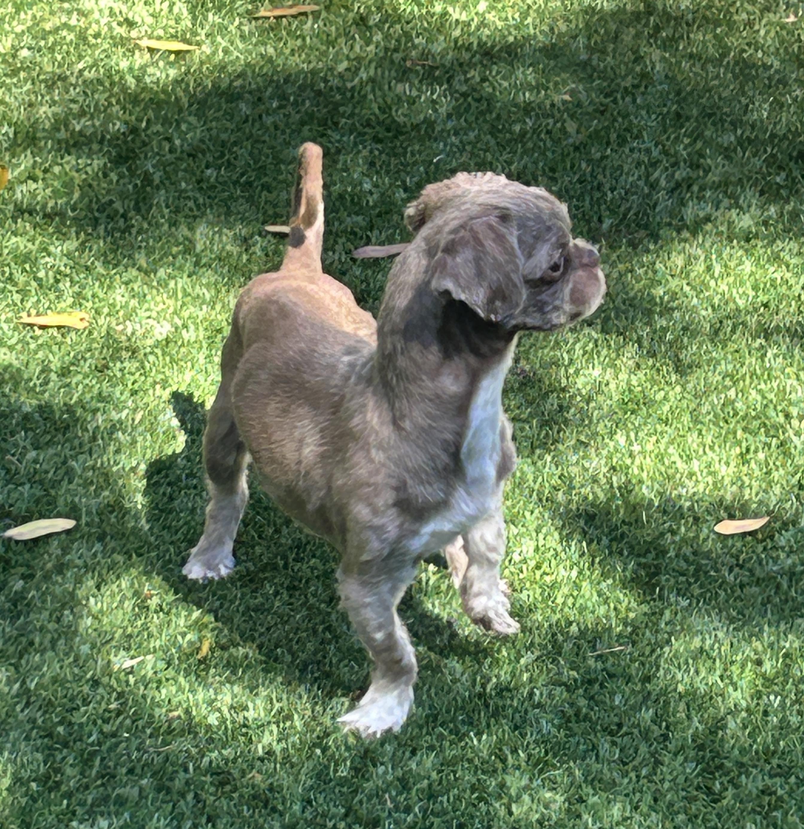 Enlarge Herman, a ADOPTABLE Shih Tzu in Sarasota, FL image 6/6