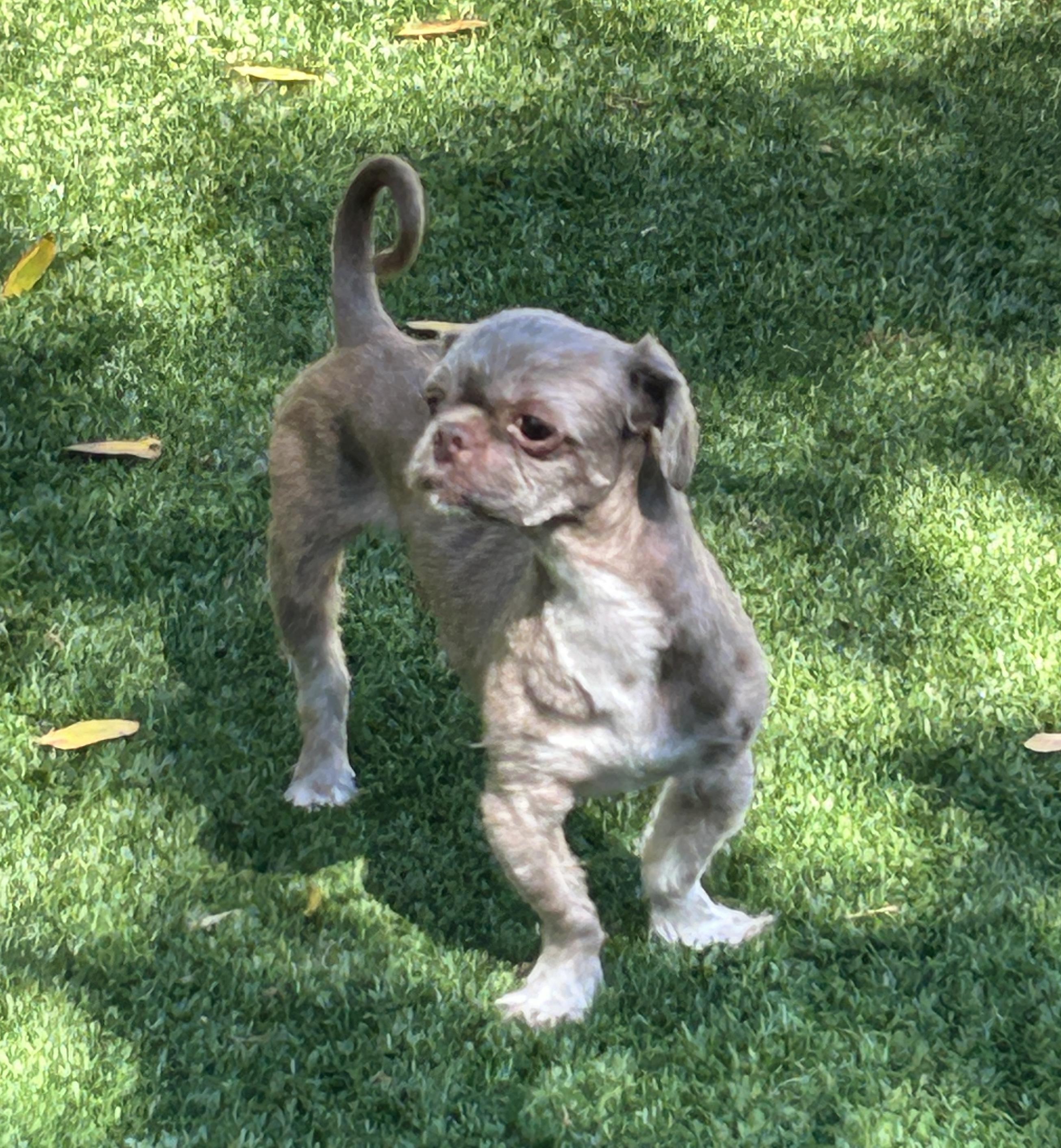 Enlarge Herman, a ADOPTABLE Shih Tzu in Sarasota, FL image 4/6