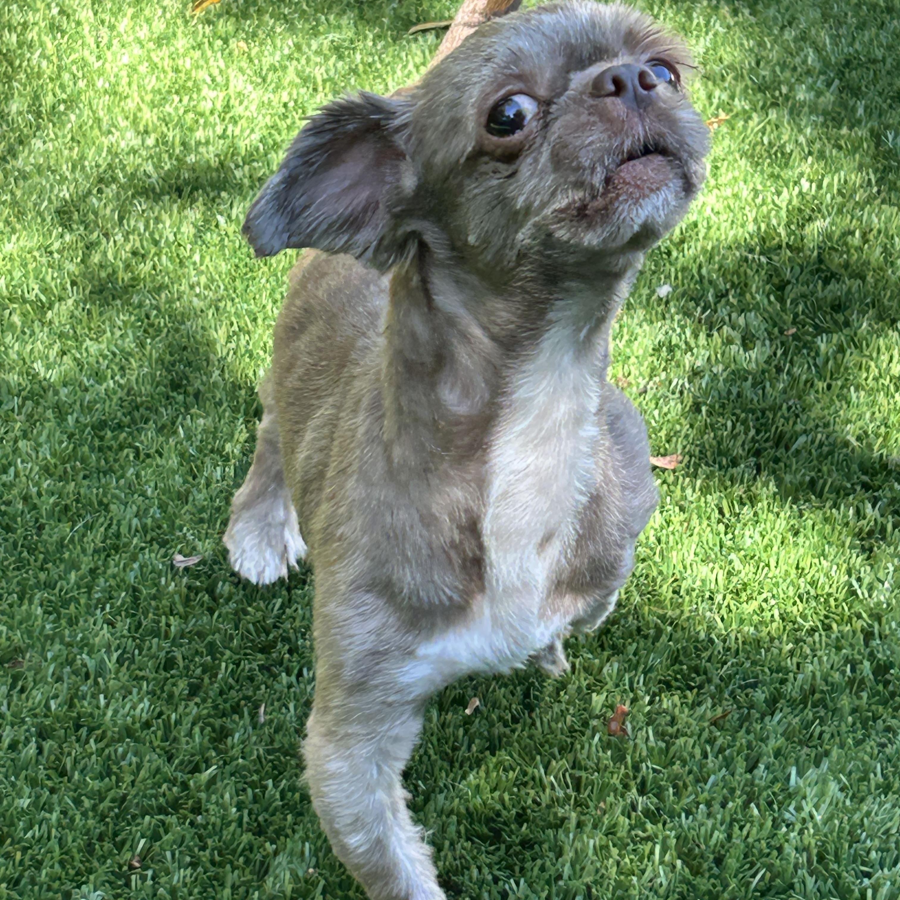 Enlarge Herman, a ADOPTABLE Shih Tzu in Sarasota, FL image 3/6