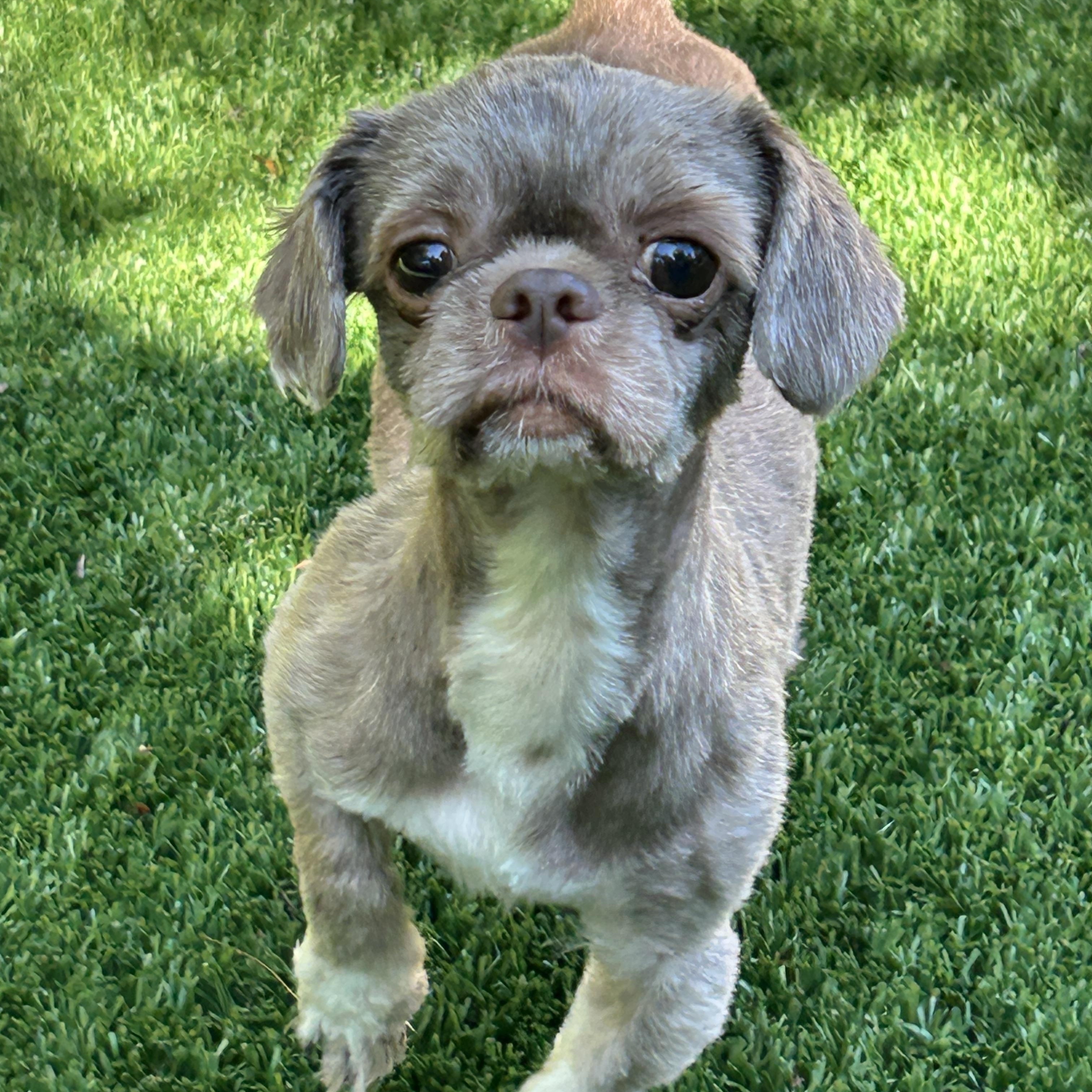 Enlarge Herman, a ADOPTABLE Shih Tzu in Sarasota, FL image 2/6