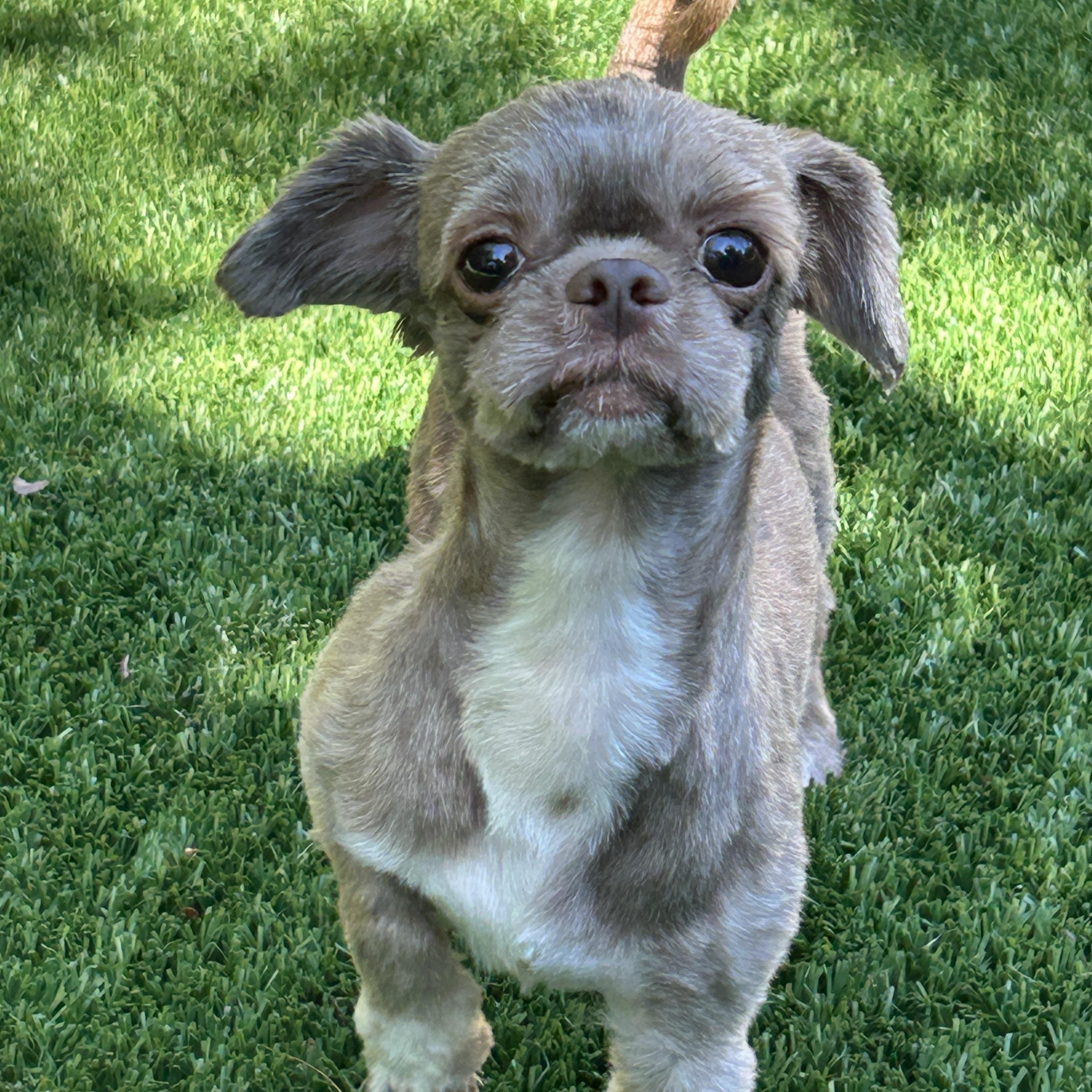 Enlarge Herman, a ADOPTABLE Shih Tzu in Sarasota, FL image 1/6