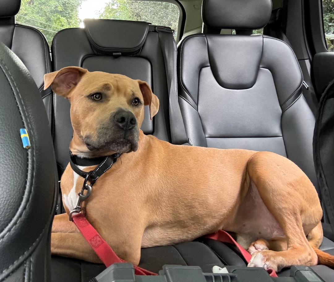 Enlarge Sampson, a Adoptable mixed breed in Winston-Salem, NC image 3/6