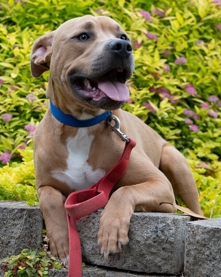 Sampson, Adoptable, Adult Male Pit Bull Terrier & Boxer.