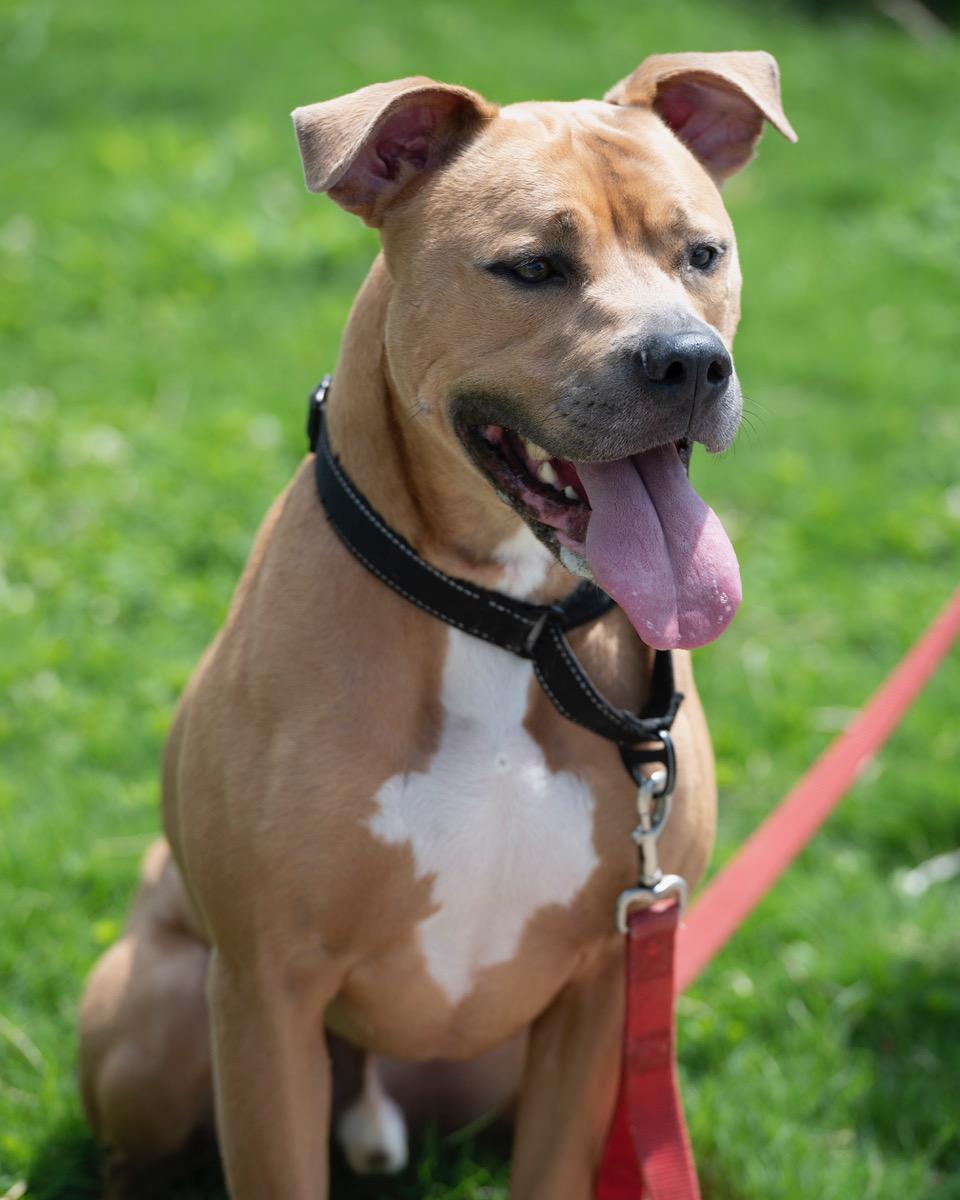 Sampson, an adoptable Pit Bull Terrier, Boxer in Winston-Salem, NC, 27101 | Photo Image 4
