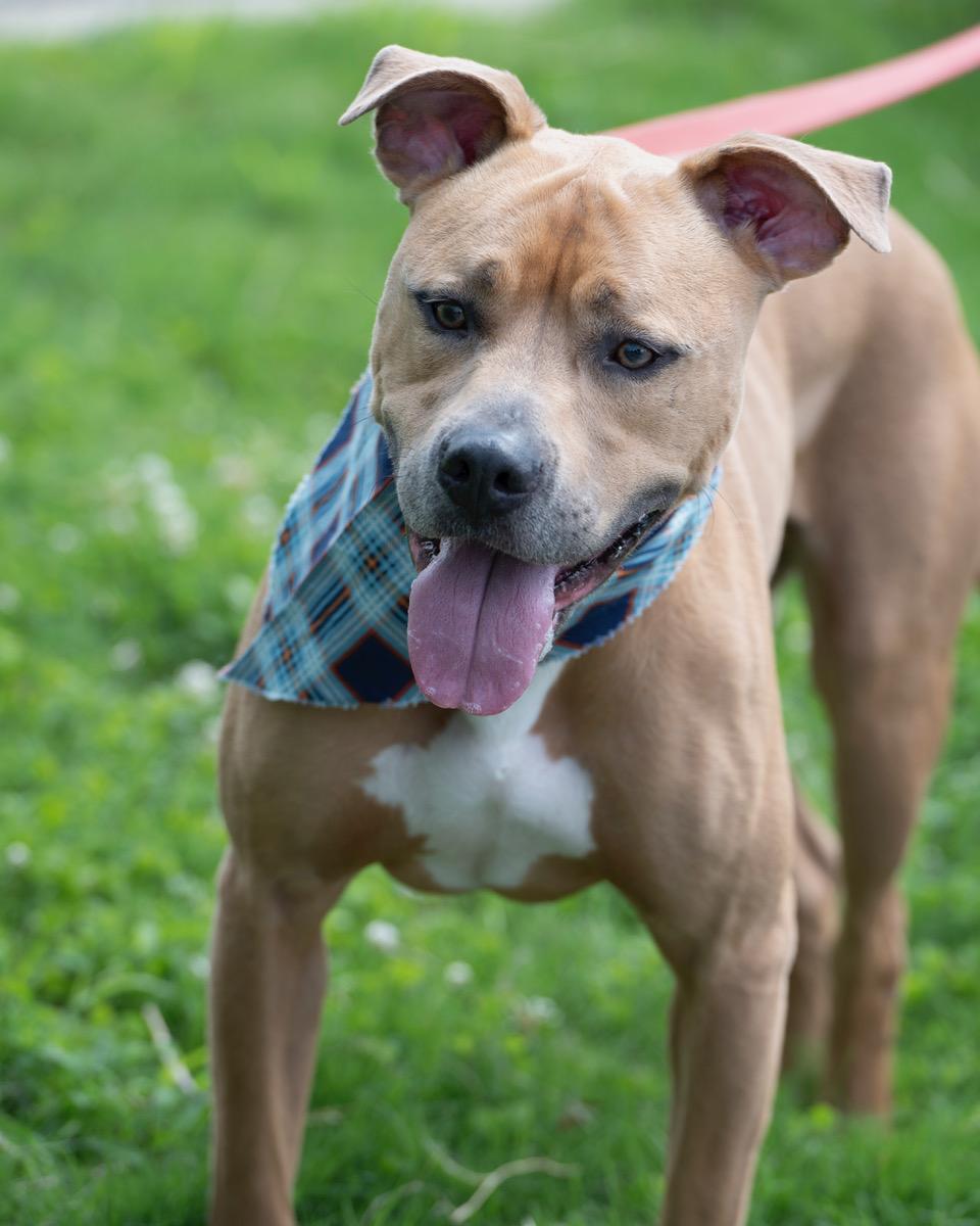 Sampson, an adoptable Pit Bull Terrier, Boxer in Winston-Salem, NC, 27101 | Photo Image 5