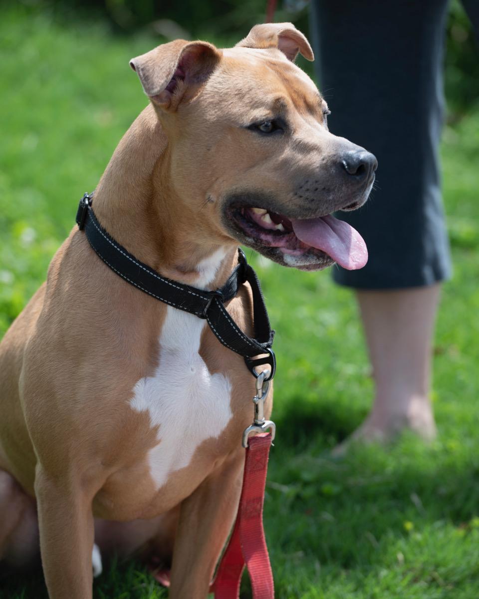 Sampson, an adoptable Pit Bull Terrier, Boxer in Winston-Salem, NC, 27101 | Photo Image 6