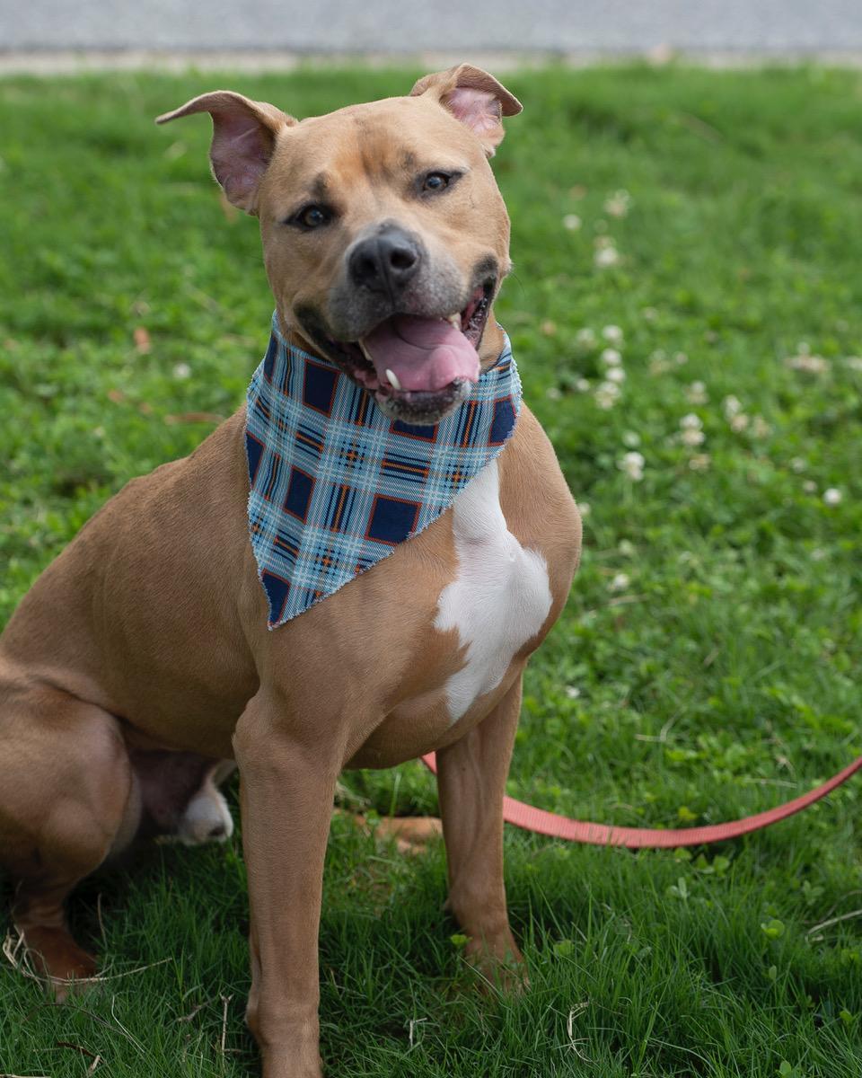 Sampson, Adoptable, Adult Male Pit Bull Terrier & Boxer.