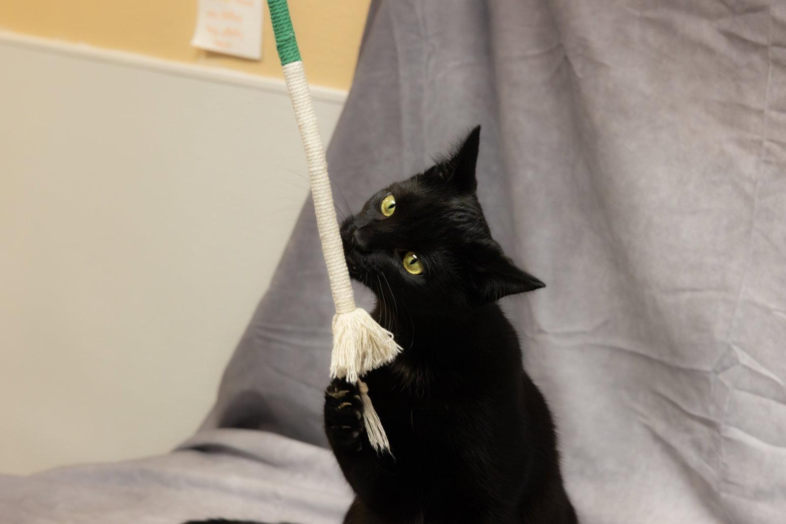 Enlarge Grommet & Glitch, a Adoptable Domestic Short Hair in Cary, NC image 1/3