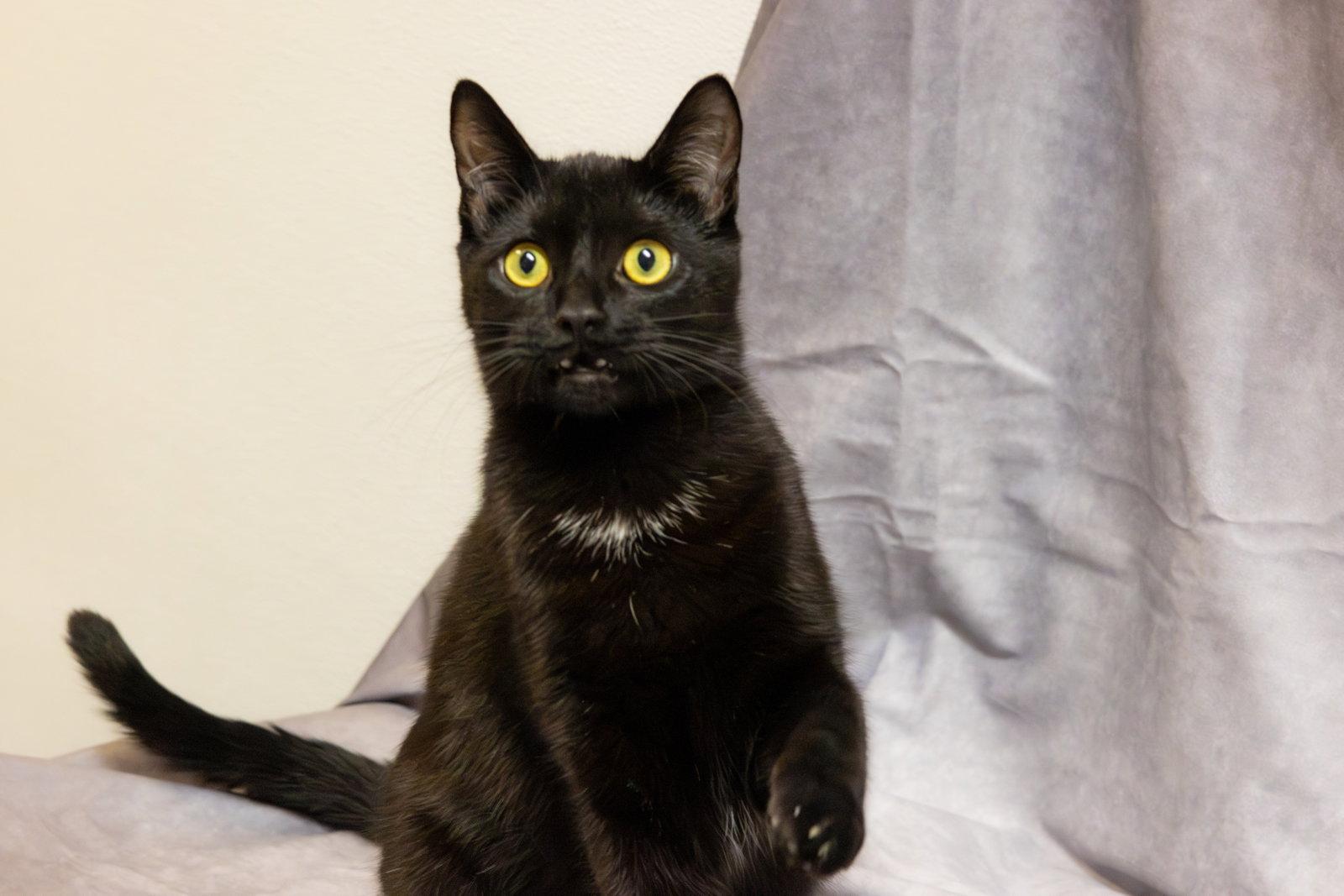 Enlarge Grommet & Glitch, a Adoptable Domestic Short Hair in Cary, NC image 2/3