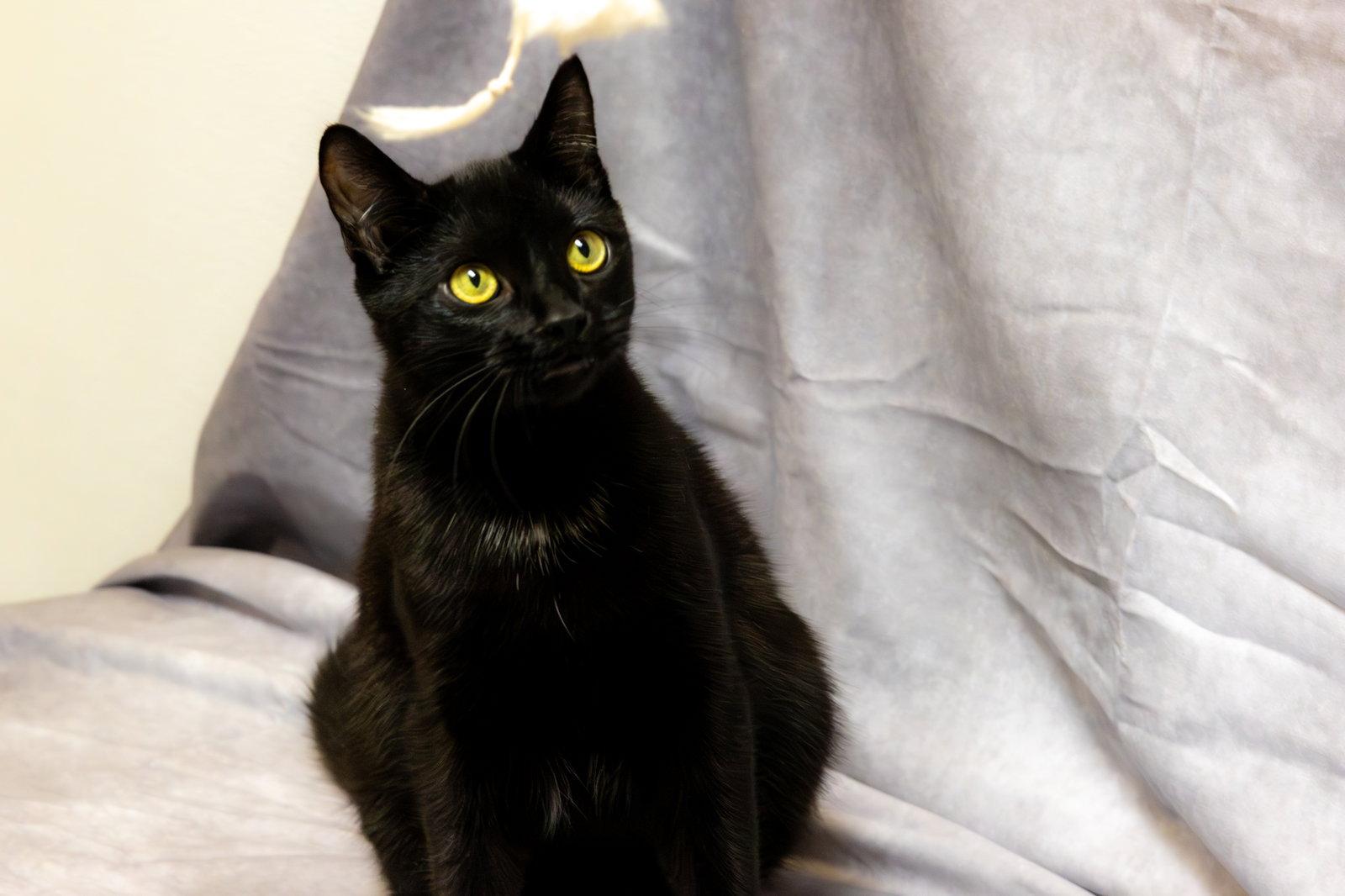Enlarge Grommet & Glitch, a Adoptable Domestic Short Hair in Cary, NC image 3/3