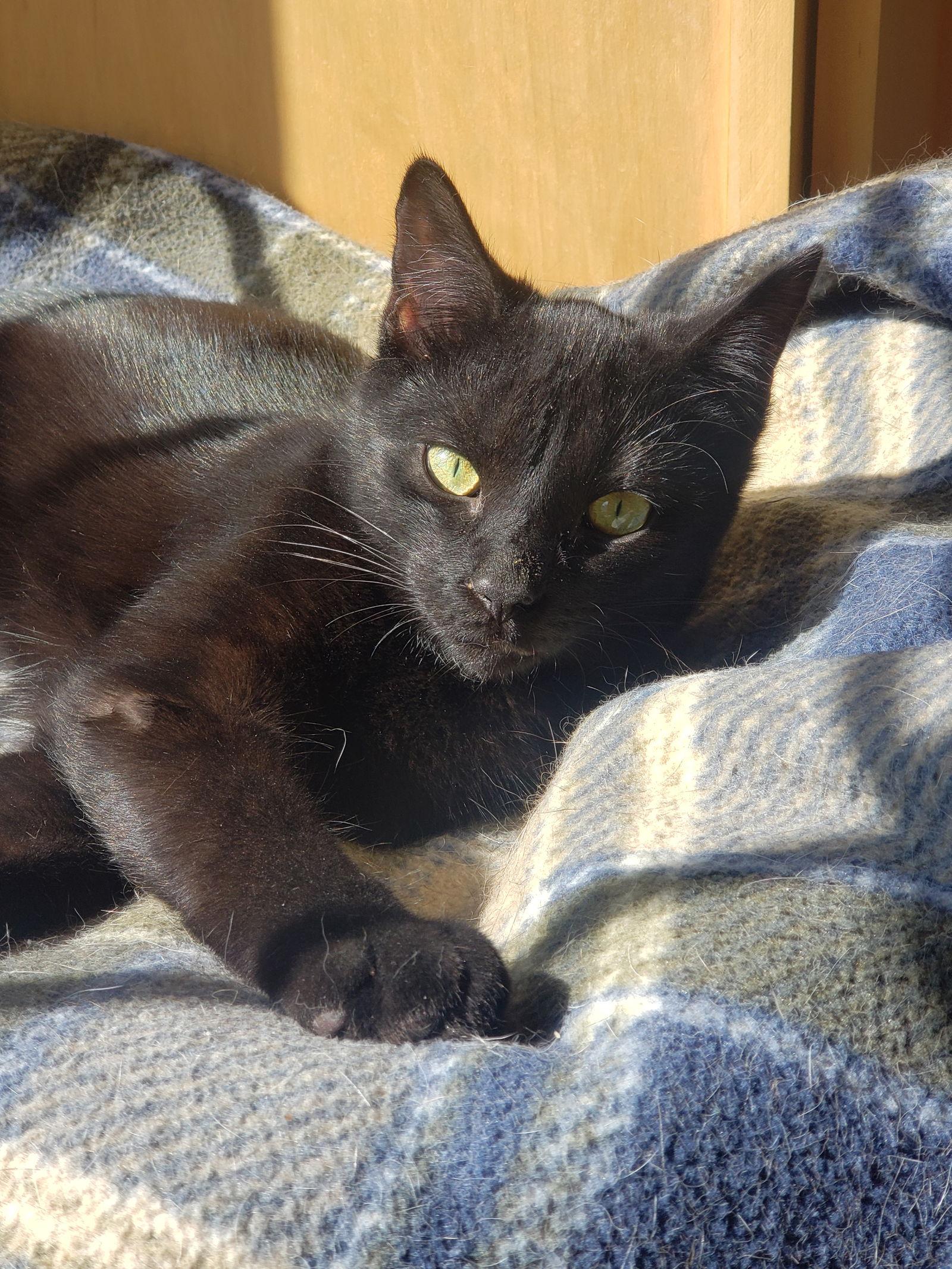 Enlarge Grommet, a Adoptable Domestic Short Hair in Cary, NC image 1/3