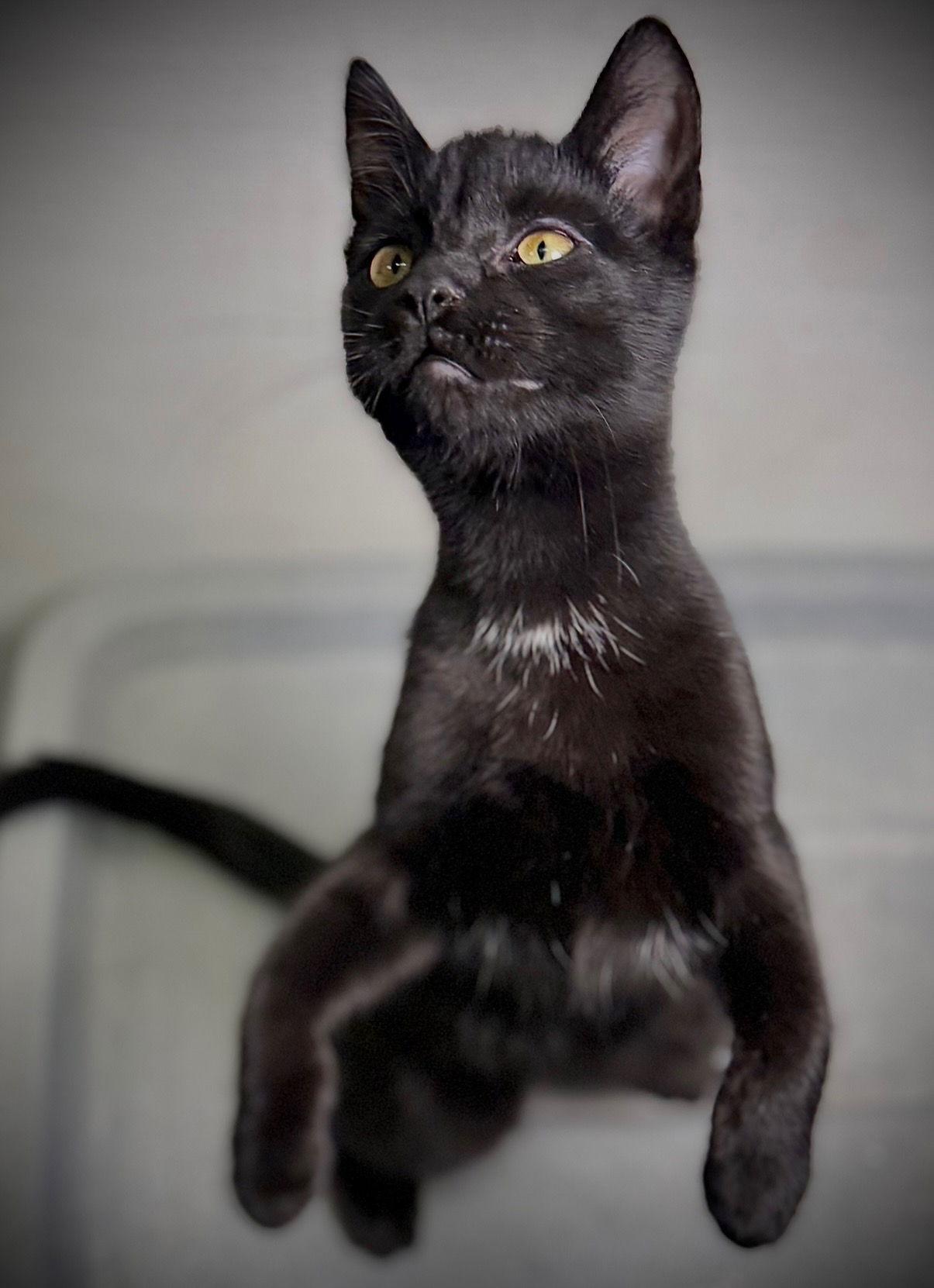 Grommet, Adoptable, Kitten Male Domestic Short Hair.