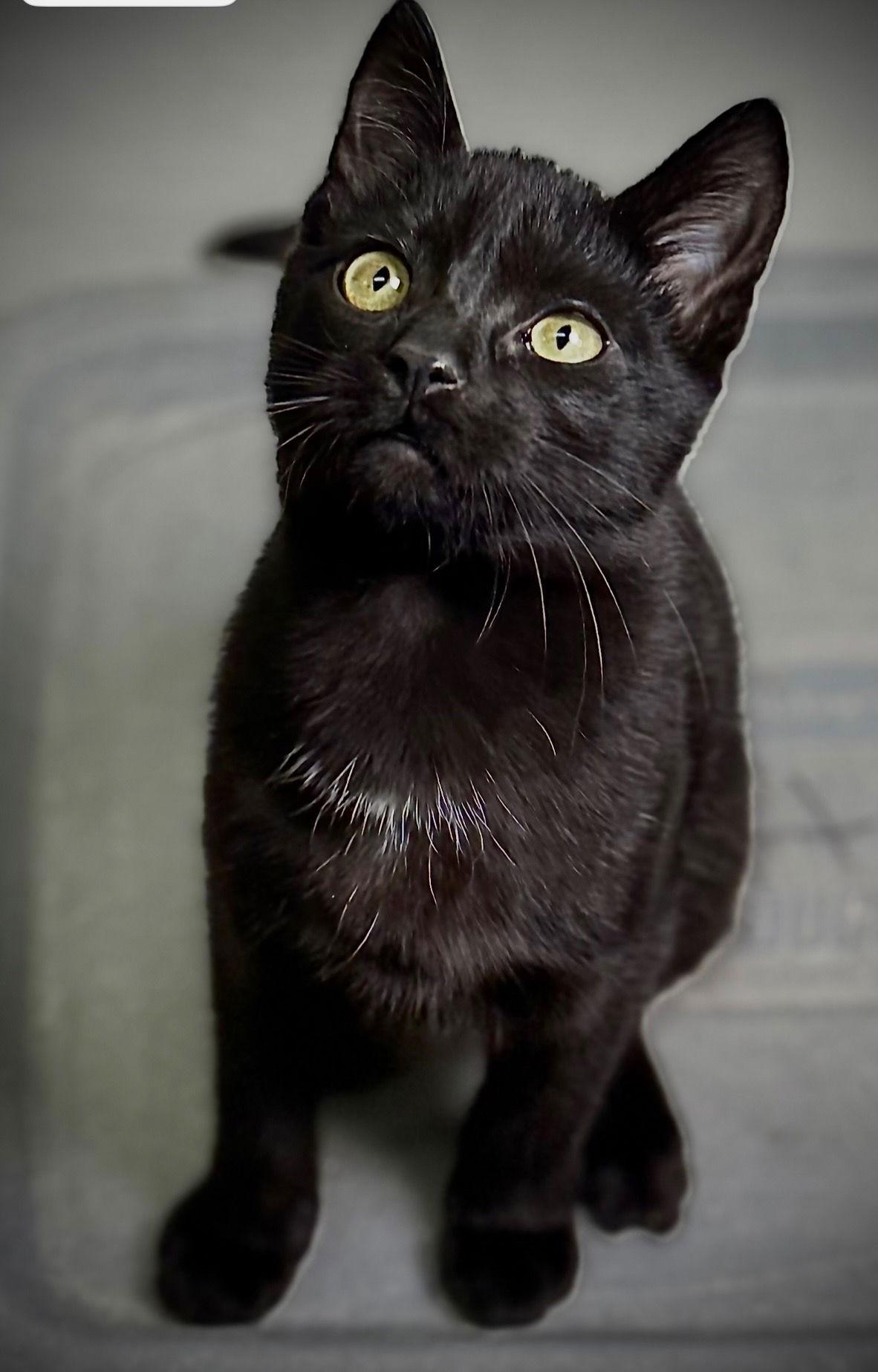 Enlarge Grommet, a Adoptable Domestic Short Hair in Cary, NC image 2/2