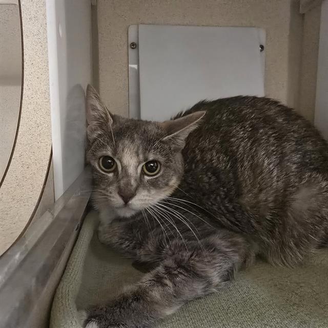 CHLOE, Adoptable, Young Female Domestic Short Hair.