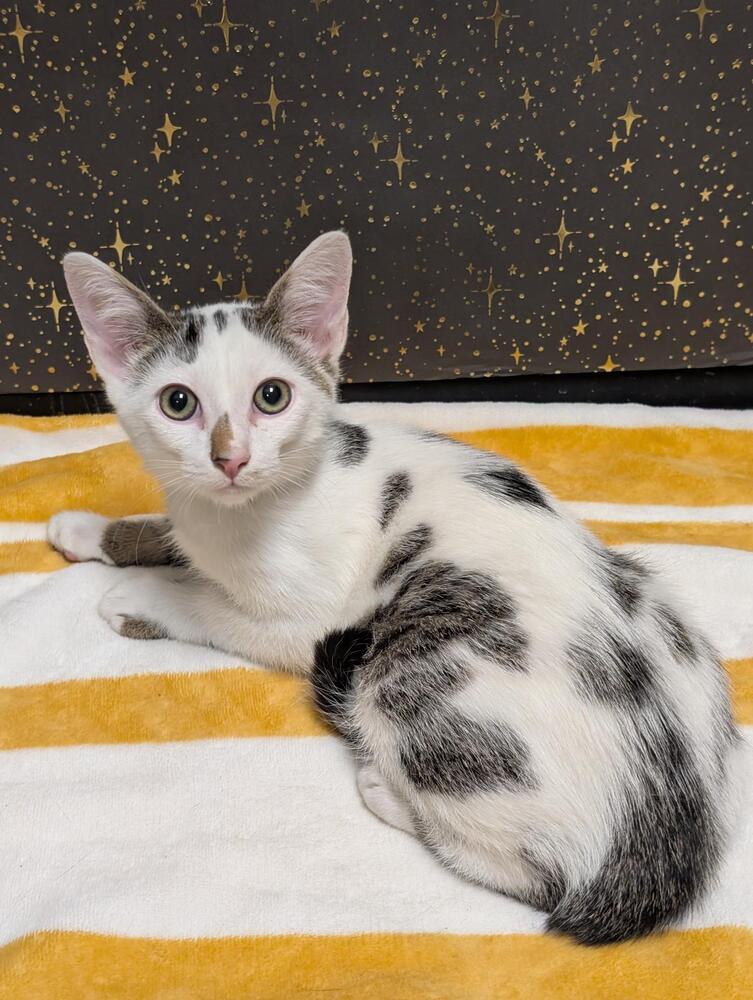 Sand Piper, Adoptable, Kitten Male Domestic Short Hair & Tabby.