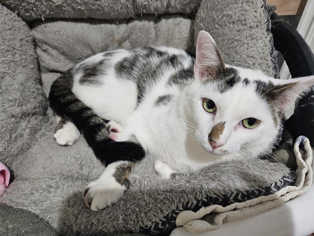 Enlarge Sand Piper, a Adoptable mixed breed in Greensboro, NC image 2/5