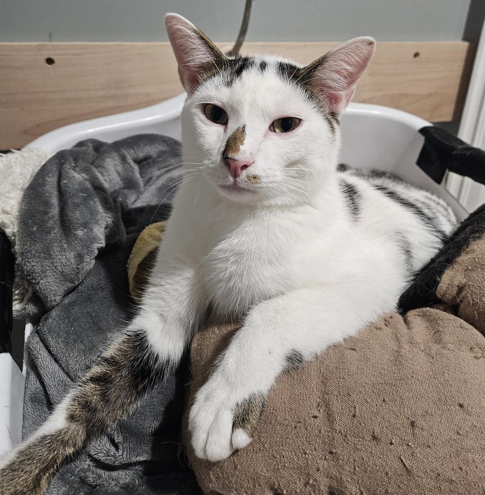 Sand Piper, Adoptable, Kitten Male Domestic Short Hair & Tabby.