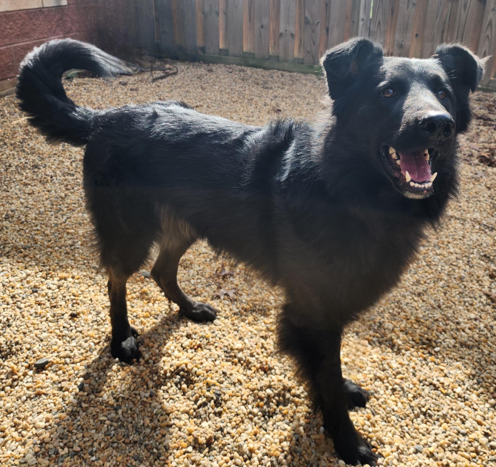 VADER, Adoptable, Young Male Retriever & Collie.