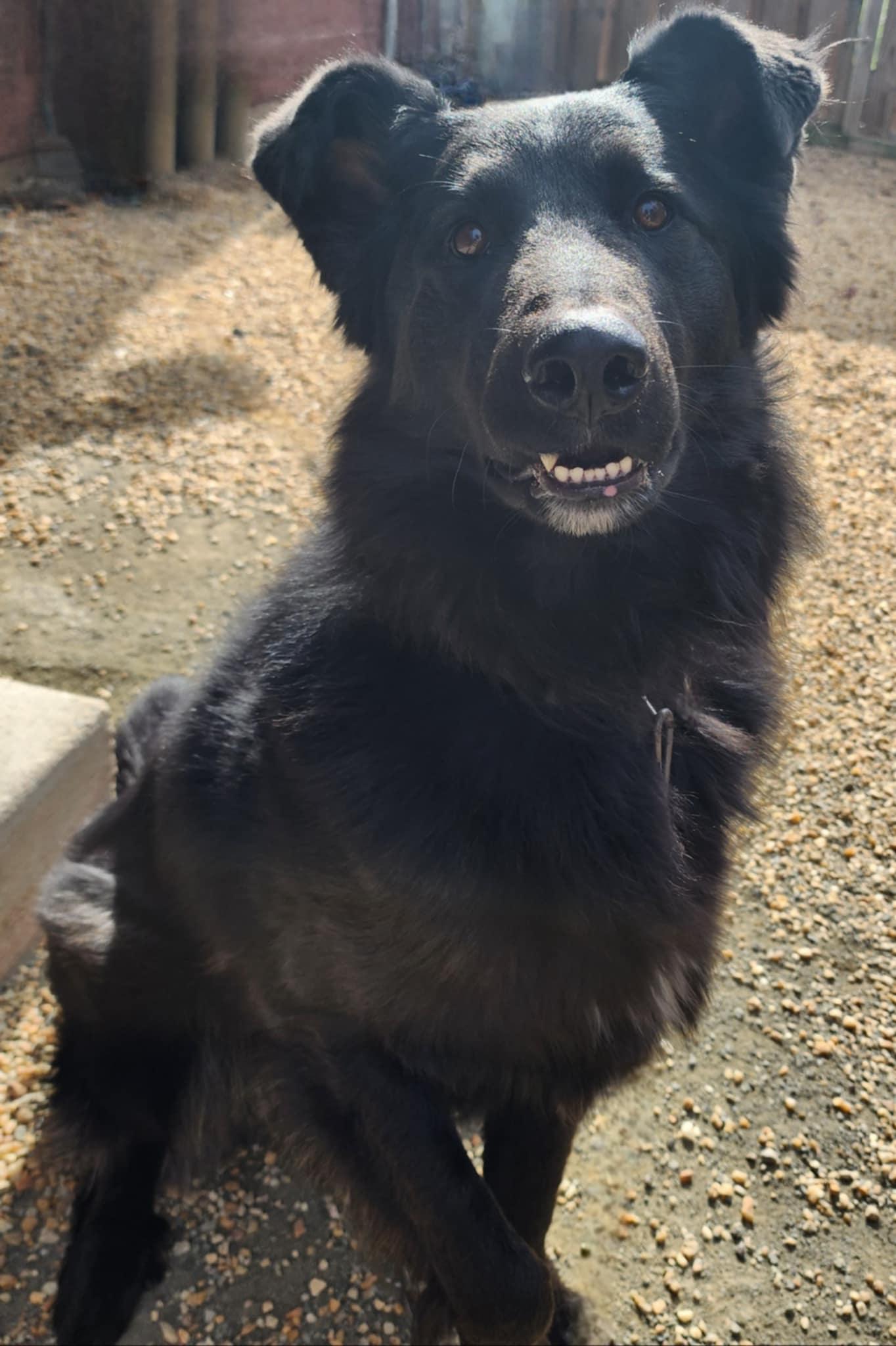 Enlarge VADER, a Adoptable mixed breed in Manassas, VA image 2/5