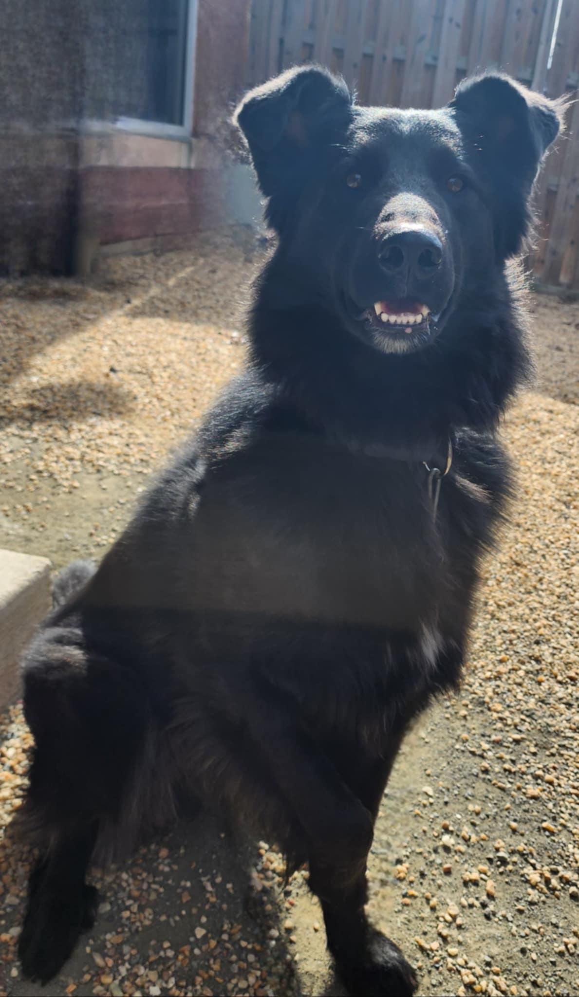 Enlarge VADER, a Adoptable mixed breed in Manassas, VA image 5/5