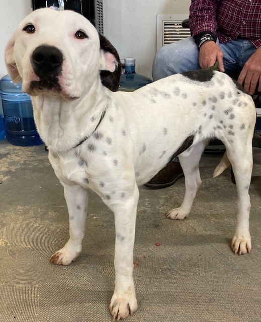 Dog for adoption Ollie, an American Bulldog Mix in Bronson, FL