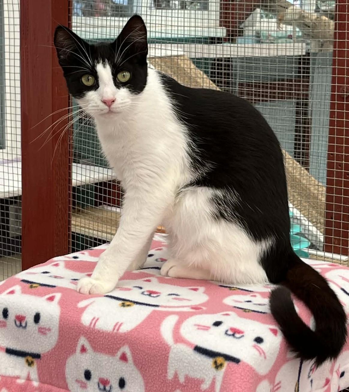 Enlarge Savannah, a ADOPTABLE Domestic Short Hair in Santa Barbara, CA image 4/4