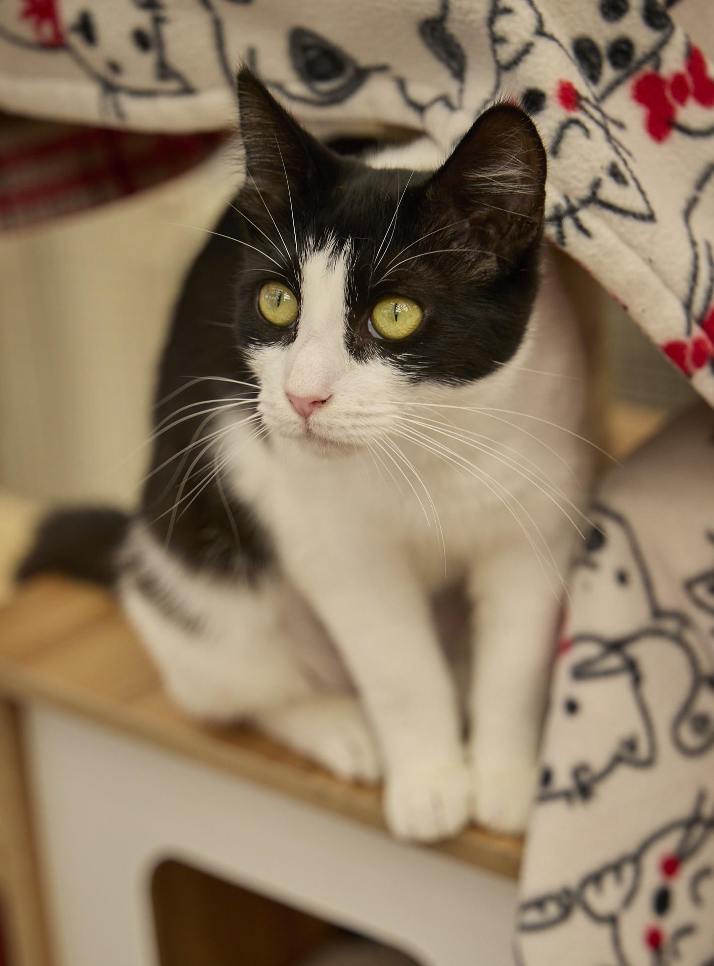 Enlarge Savannah, a ADOPTABLE Domestic Short Hair in Santa Barbara, CA image 3/4